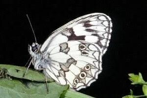 Zeldzame vlinders in Bilzen